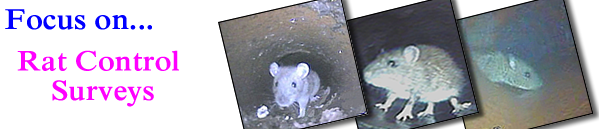 rat control drain surveys